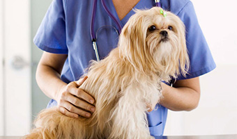 Medford Animal Hospital - Medford, NY - Veterinarian serving Medford,  Patchogue, Holtsville, Farmingville, and all surrounding areas for 30+  years.
